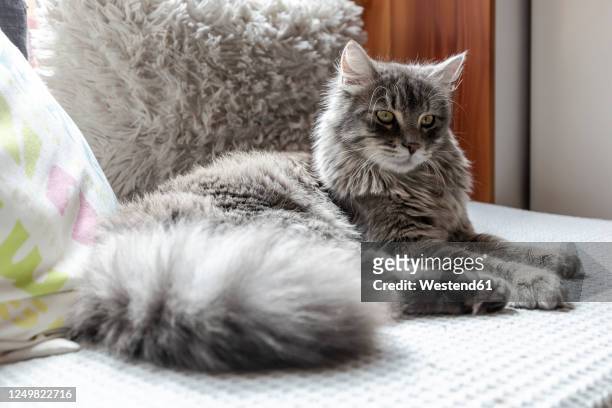 3,297 Longhair Cat Photos and Premium High Res Pictures - Getty Images