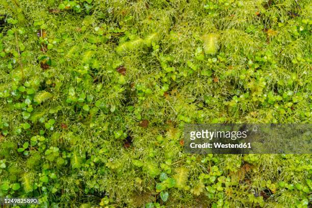 new zealand, green floor of temperate rainforest - forest floor stock-fotos und bilder