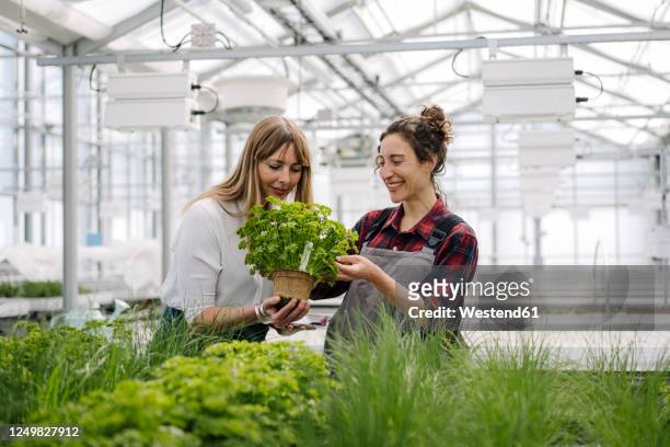 gardener and businesswoman with parsley plant in greenhouse of a gardening shop - gärtnerei stock-fotos und bilder