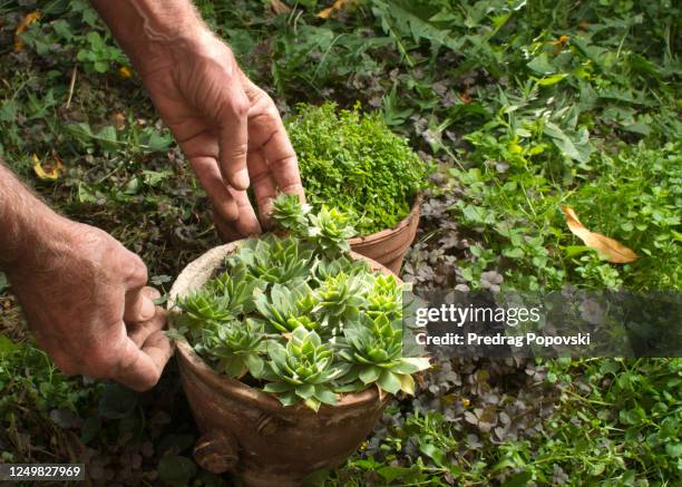senior gardener holding sempervivum tectorum from flowerpot in garden - sempervivum stock-fotos und bilder