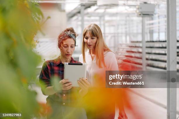 gardener and businesswoman using tablet in greenhouse of a gardening shop - gärtnerei stock-fotos und bilder