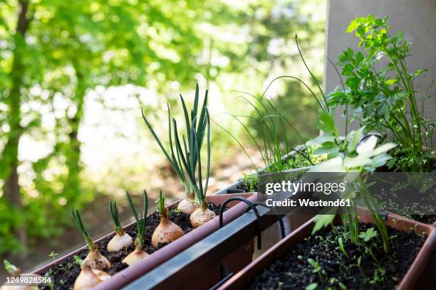 welsh onions(alliumfistulosum)and various herbs growing in small balcony garden - ciboule photos et images de collection