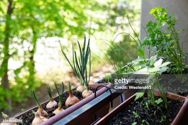 welsh onions(alliumfistulosum)and various herbs growing in small balcony garden - orto foto e immagini stock