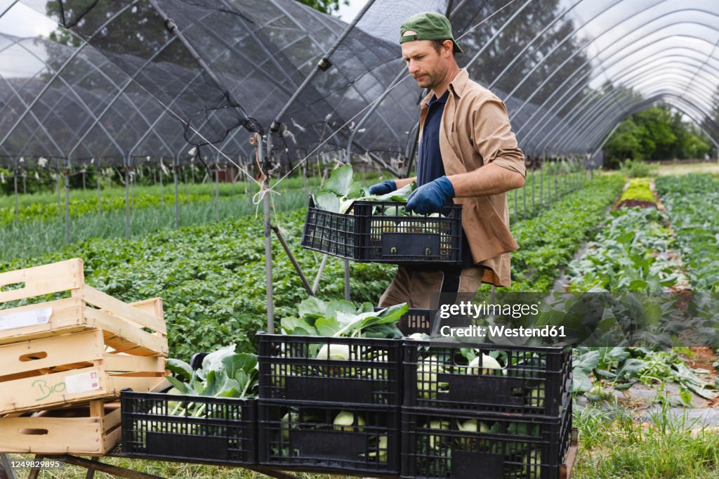 Organic farmer with harvested kohlrabi in box