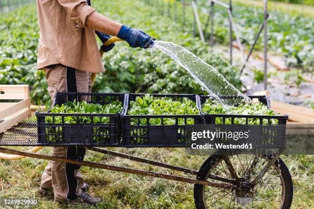 organic farmer wetting freshly harvested lamb's lettuce in boxes - mache stock pictures, royalty-free photos & images