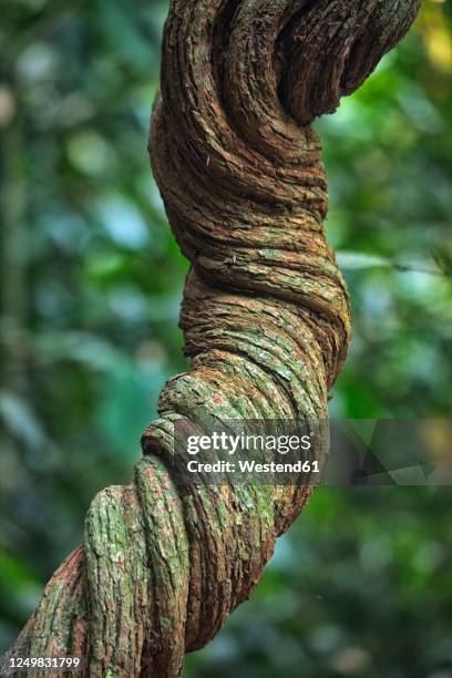 central african republic, twisted tree root in dzanga-sangha special reserve - twisted tree stock pictures, royalty-free photos & images