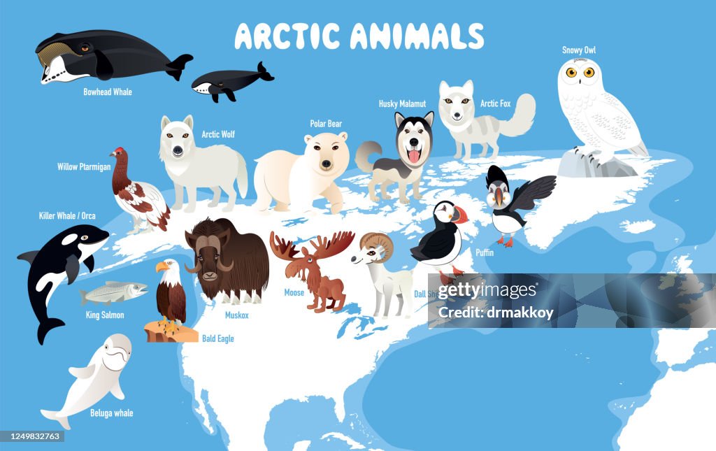 Arctic Animals and North America