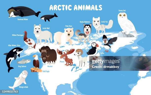 arctic animals and north america - arctic fox stock illustrations