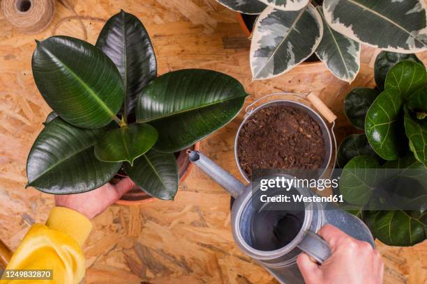 hands of manwatering repottedrubber fig(ficuselastica)plant - rubber tree stock pictures, royalty-free photos & images