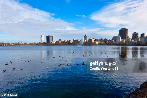 usa, new york, new york city, flock of ducks swimming in central park at winter dawn - central park winter ストックフォトと画像