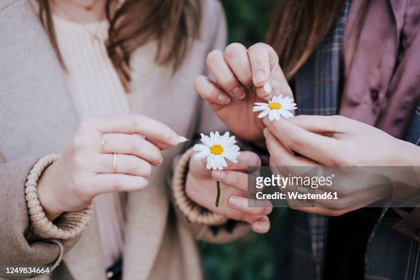 women's hands plucking petals, close-up - daisy petal stock pictures, royalty-free photos & images