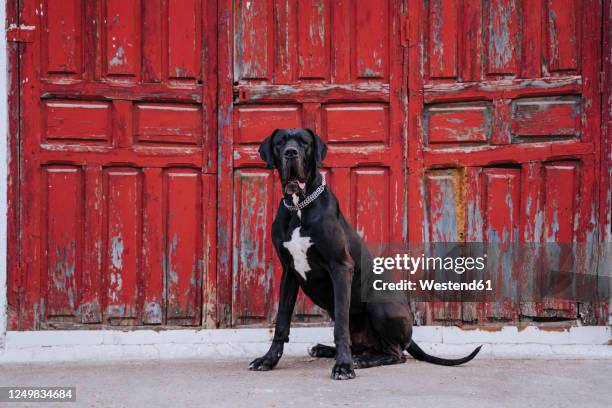 portrait of dog sitting in front of an old red wooden door - gran danés fotografías e imágenes de stock
