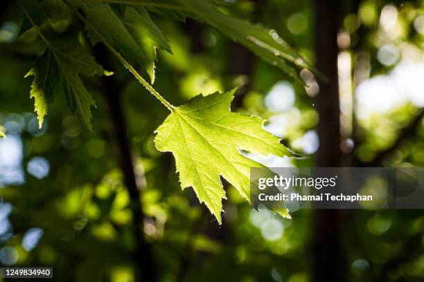 green maple leaf - sudbury canada stock pictures, royalty-free photos & images