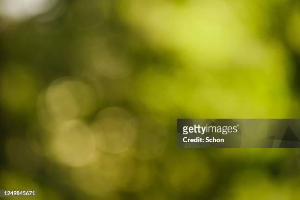 sun and green growth in blur - green background stock pictures, royalty-free photos & images