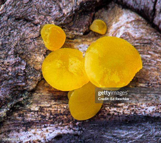 witch's butter (tremella mesenterica), a gelatinous, yellow jelly fungus - basidiospore stockfoto's en -beelden