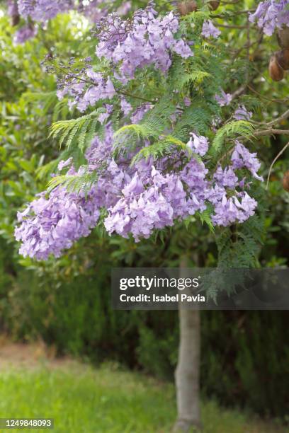 jacaranda tree in formal garden - jacaranda tree stockfoto's en -beelden