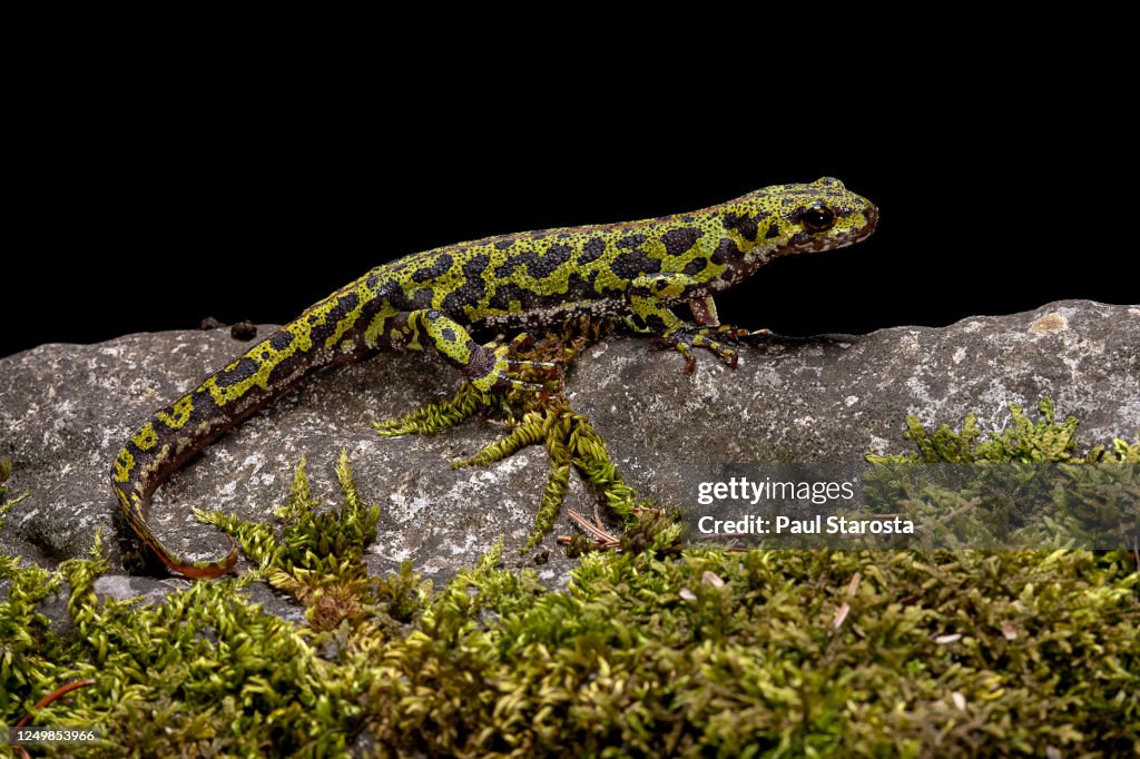 Triturus marmoratus (marbled newt)