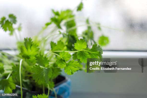 cilantro plant growing in pot - koriander stockfoto's en -beelden