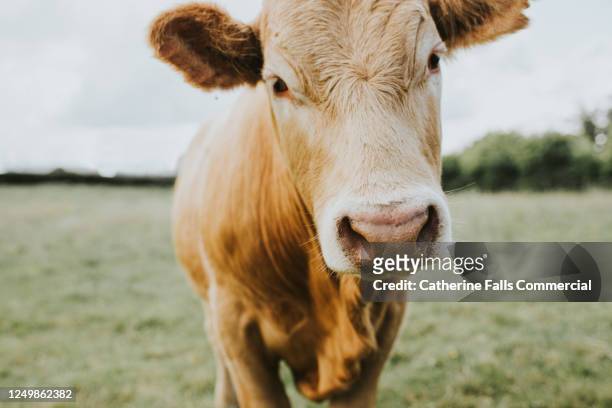 single ginger cow stands in a field - cow stock-fotos und bilder