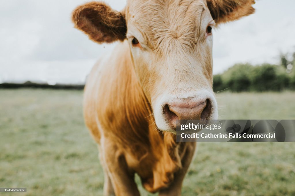 Single Ginger Cow Stands in a Field