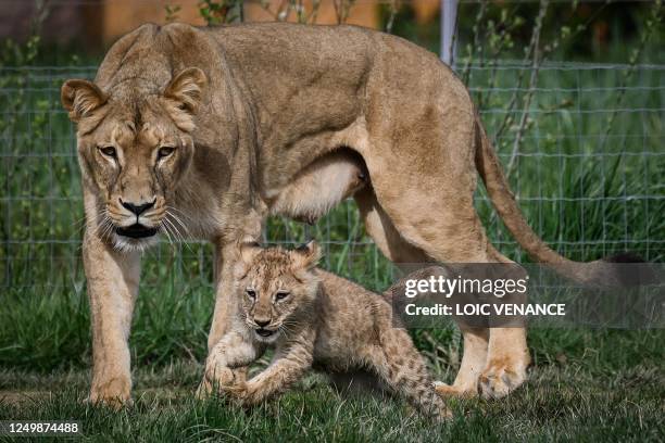 Lioness cares for her newborn cub as it enjoys the outdoors for the first time, at the "Planete Sauvage" zoological park in Port-Saint-Pere, outside...