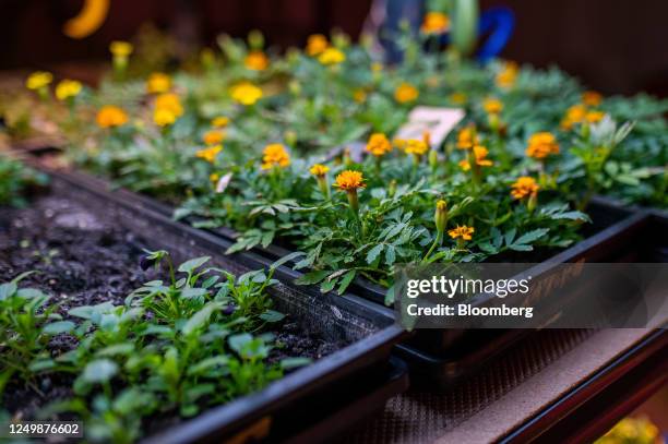 Trays of edible flowers in the SkyHarvest urban farm facility in Richmond, British Columbia, Canada, on Wednesday, March 22, 2023. SkyHarvest,...