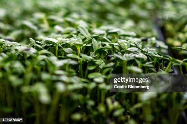 Tray of microgreens in the SkyHarvest urban farm facility in Richmond, British Columbia, Canada, on Wednesday, March 22, 2023. SkyHarvest, Canada's...