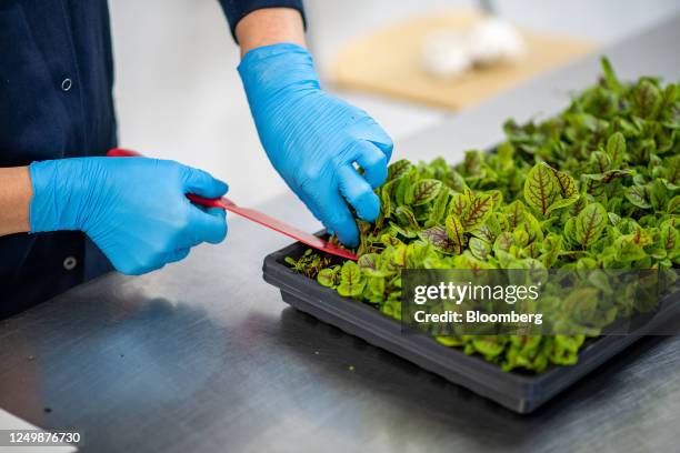 Worker cuts microgreens in the SkyHarvest urban farm facility in Richmond, British Columbia, Canada, on Wednesday, March 22, 2023. SkyHarvest,...