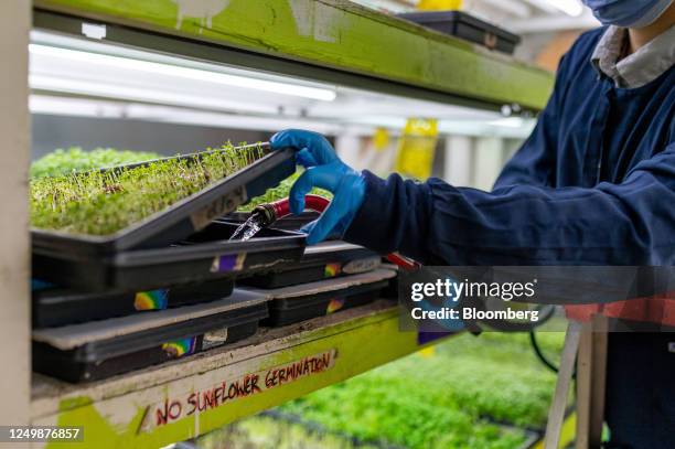 Worker waters trays of microgreens in the SkyHarvest urban farm facility in Richmond, British Columbia, Canada, on Wednesday, March 22, 2023....