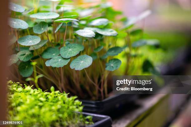 Trays of microgreens in the SkyHarvest urban farm facility in Richmond, British Columbia, Canada, on Wednesday, March 22, 2023. SkyHarvest, Canada's...