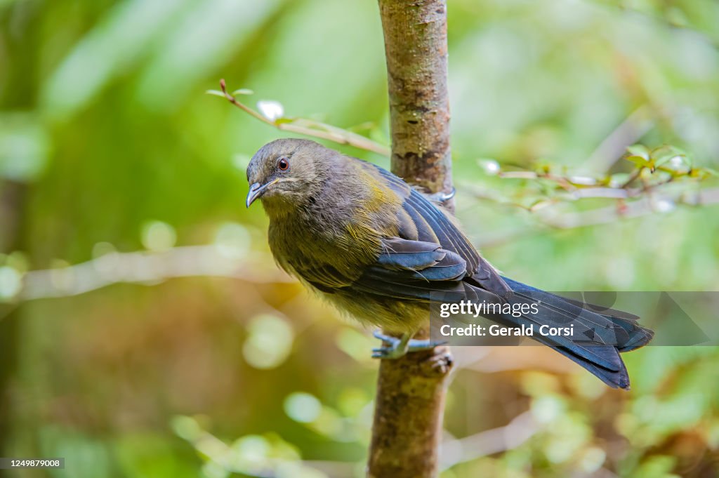 Der Neuseeländische Glockenvogel (Anthornis melanura) ist ein neuseeländischer Vogel, der in Neuseeland endemisch ist. Es hat grünliche Färbung und ist das einzige lebende Mitglied der Gattung Anthornis.