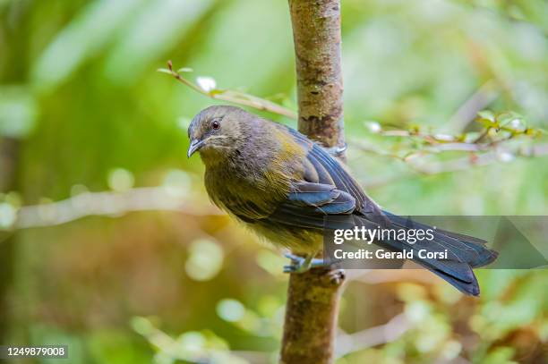 der neuseeländische glockenvogel (anthornis melanura) ist ein neuseeländischer vogel, der in neuseeland endemisch ist. es hat grünliche färbung und ist das einzige lebende mitglied der gattung anthornis. - anthornis melanura stock-fotos und bilder