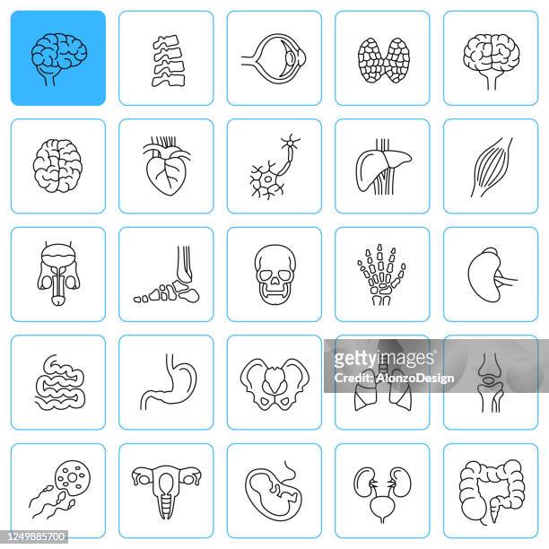 ilustrações, clipart, desenhos animados e ícones de ícones da linha de anatomia de órgãos internos humanos. traços editáveis. - human internal organ