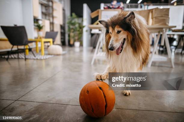 collie dog playing with basketball - chair ball stock pictures, royalty-free photos & images