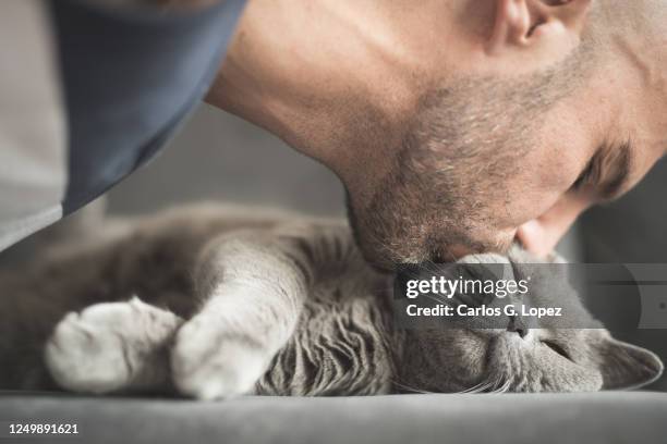 man with a stubble and closed eyes kissing a grey british short hair cat's head on sofa - british shorthair cat stock pictures, royalty-free photos & images