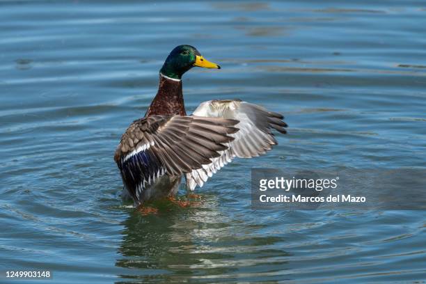Male mallard duck shaking its wings in a pond during a spring day.
