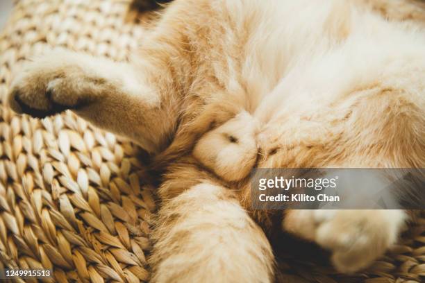 cute ginger cat taking a nap on a futon - cute bums stock pictures, royalty-free photos & images