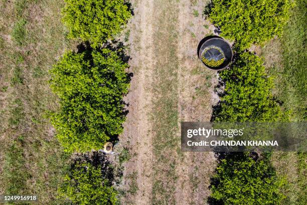 This aerial image taken on March 14, 2023 shows a worker plucking oranges at an orchard in Arcadia, Florida. In Florida, the world's second largest...