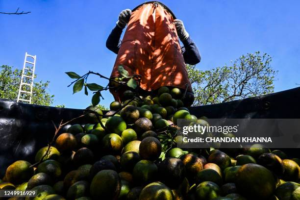 Worker gathers oranges at an orchard in Arcadia, Florida, on March 14, 2023. In Florida, the world's second largest producer of orange juice after...