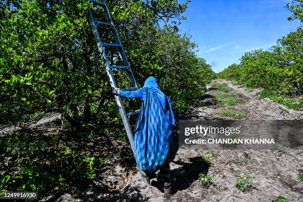 Worker plucks oranges at an orchard in Arcadia, Florida, on March 14, 2023. In Florida, the world's second largest producer of orange juice after...