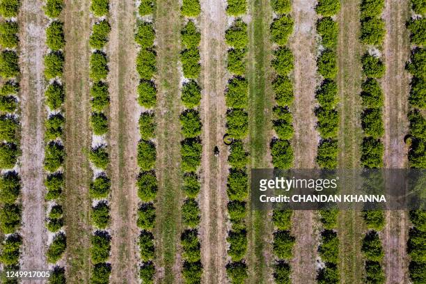 This aerial image taken on March 14, 2023 shows a worker plucking oranges at an orchard in Arcadia, Florida. In Florida, the world's second largest...