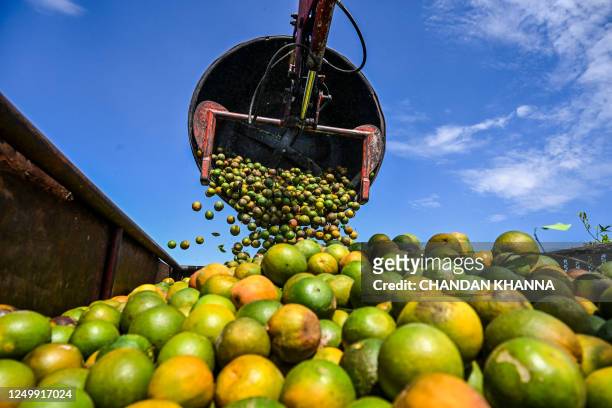 Oranges are collected in a trolley at an orchard in Arcadia, Florida, on March 14, 2023. In Florida, the world's second largest producer of orange...