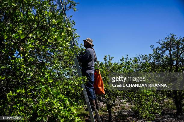 Worker plucks oranges at an orchard in Arcadia, Florida, on March 14, 2023. In Florida, the world's second largest producer of orange juice after...