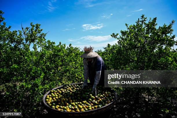 Worker puts oranges in a bin at an orchard in Arcadia, Florida, on March 14, 2023. In Florida, the world's second largest producer of orange juice...