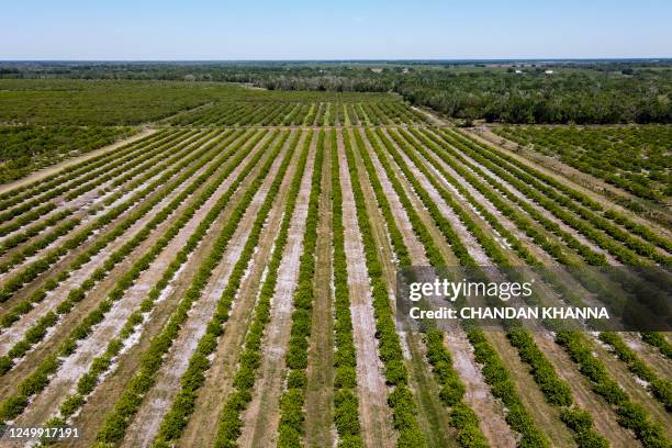 This aerial image taken on March 14, 2023 shows an orange orchard in Arcadia, Florida. In Florida, the world's second largest producer of orange...