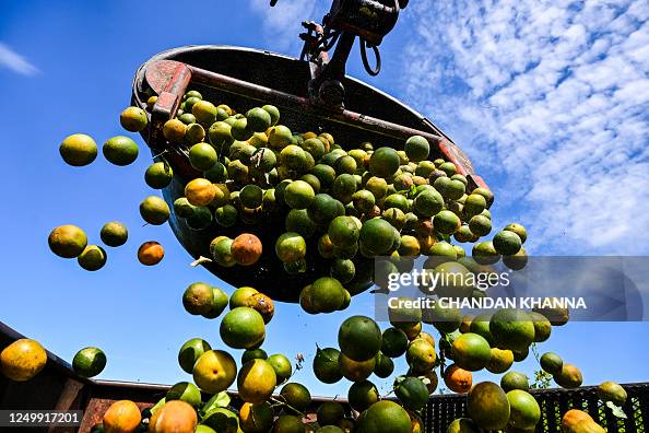 US-FLORIDA-ECONOMY-AGRICULTURE-FRUIT