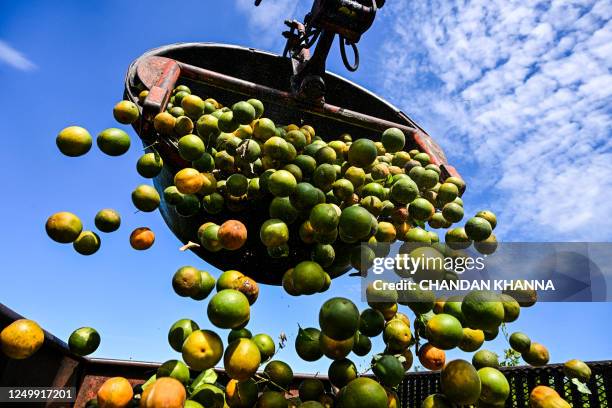 Oranges are collected in a trolley at an orchard in Arcadia, Florida, on March 14, 2023. In Florida, the world's second largest producer of orange...