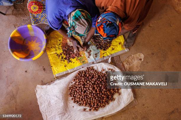 Women break open shea nuts which will be used to make Karite butter in Siby on March 21, 2023. - Shea, a tree indigenous to Africa, and whose fruit...