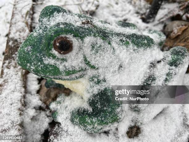 Frog In Snow 87 Frozen Frog Stock Photos, High-Res Pictures, and Images - Getty Images