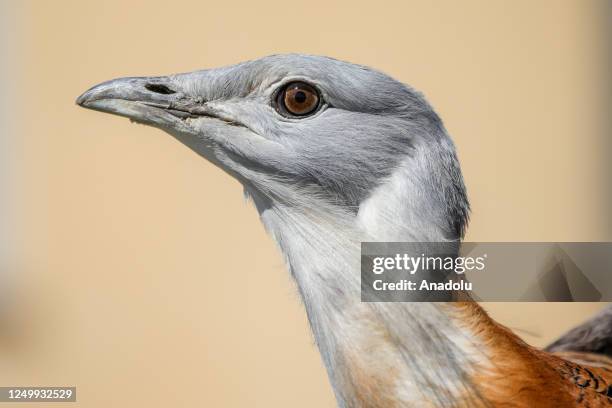 The Great bustard is seen during the its treatment process at Van Yuzuncu Yil University Wild Animals Protection and Rehabilitation Center as one of...